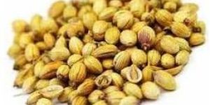 Coriander Seeds