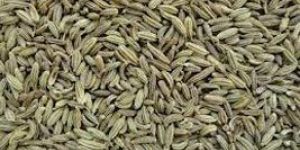 Fennel Seeds
