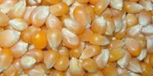 Maize Seeds