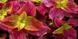 Coleus