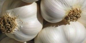 Garlic