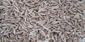 Cumin Seed
