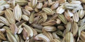 Fennel Seed