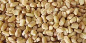Fenugreek Seed