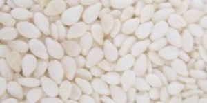 Sesame Seed