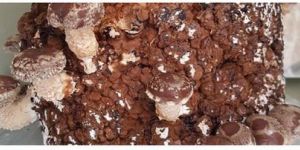 Shiitake Mushroom Spawn