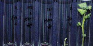 Plant Tissue Culture