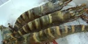 Frozen Black Tiger Shrimps