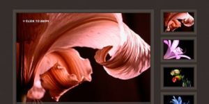 Dynamic Website Development