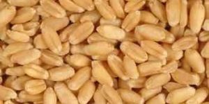 Wheat Seeds