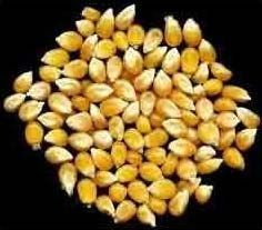 Yellow Maize Seeds