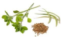Fenugreek