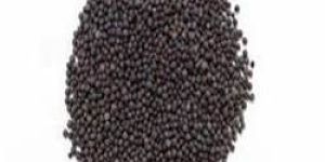 Mustard Seeds