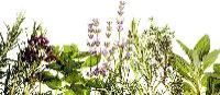 Organic Herbs