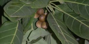 Terminalia Bellirica