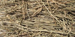 Tinospora Cordifolia