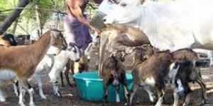 Animal Husbandry