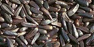 Niger Seeds