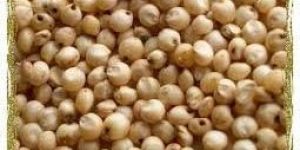 Sorghum Seeds