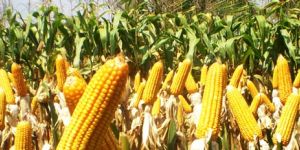 Hybrid Corn Seeds
