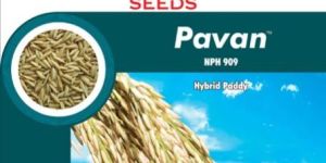 Paddy Seeds