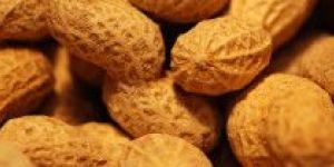 Groundnut
