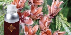 Cedarwood Oil
