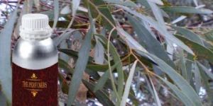 Eucalyptus Oil