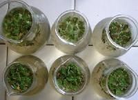 Organic Bio Fertilizers