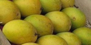 Fresh Mangoes