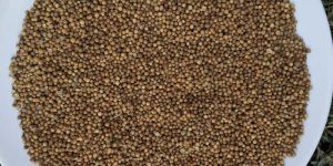 Coriander Seed