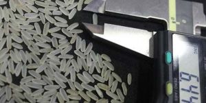 IR 1010 Parboiled Non Basmati Rice