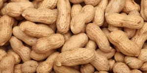 Groundnut