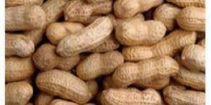 Ground Nuts