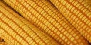 Maize