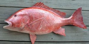 Frozen Red Snapper Fish