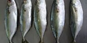 Frozen Indian Mackerel Fish