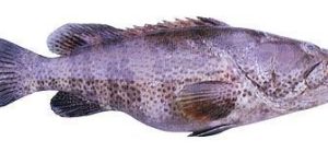 Frozen Reef Cod Fish