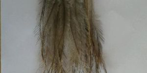Emu Feathers