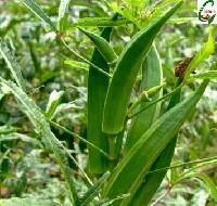 Hybrid Lady Finger Seeds