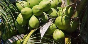 Matured Watery Coconut