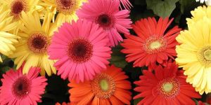 Fresh Gerbera Flowers