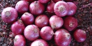 Red Onion