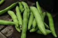 Broad Beans