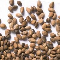 Medicinal Seeds