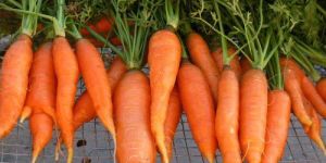 Fresh Carrot