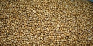 Coriander Seeds
