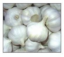 Fresh Garlic