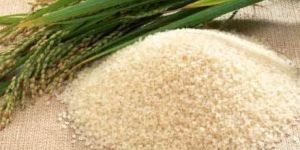 Non Basmati Rice