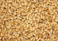 Grain Seeds
